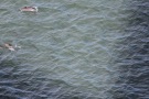 Missing Picture